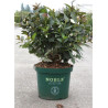 WEIGELA EBONY & IVORY En pot de 10-12 litres