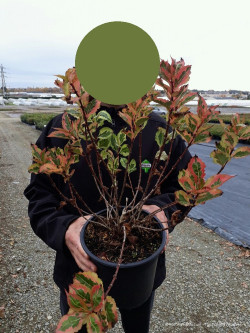 WEIGELA florida MAGICAL RAINBOW En pot de 4-5 litres