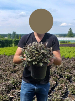 WEIGELA florida MINOR BLACK En pot de 4-5 litres