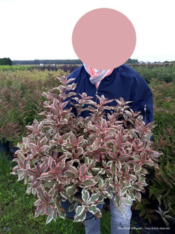 WEIGELA florida MONET En pot de 10-12 litres