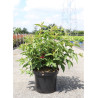 WEIGELA NAIN ROUGE En pot de 10-12 litres