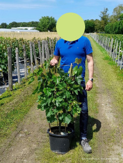 VIGNE DE TABLE En pot de 15-20 litres forme espalier