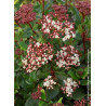 VIBURNUM tinus EVE PRICE