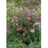 VIBURNUM tinus EVE PRICE