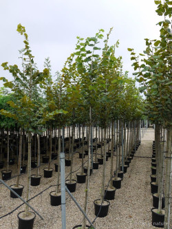 TILIA platyphyllos En pot de 35-50 litres forme tige hauteur du tronc 180-200 cm