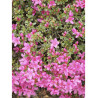AZALEA japonica BEETHOVEN