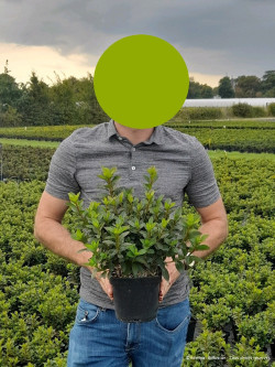 AZALEA japonica En pot de 2-3 litres