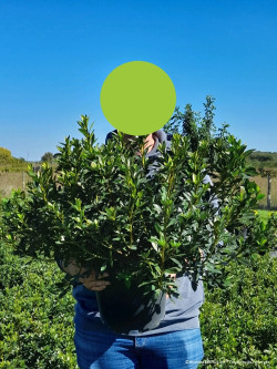 AZALEA japonica En pot de 10-12 litres