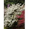 AZALEA japonica DOROTHY HEIDEN