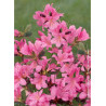 AZALEA japonica GILBERT MULLIE