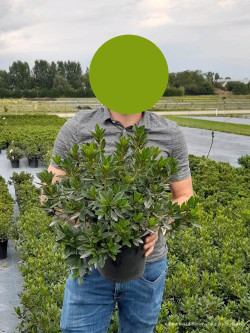 AZALEA japonica En pot de 4-5 litres