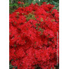 AZALEA japonica HINO CRIMSON