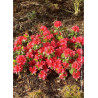 AZALEA japonica HINO CRIMSON