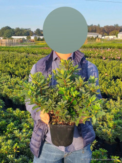 AZALEA japonica En pot de 4-5 litres