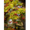 ACER palmatum SENKAKI ou SANGOKAKU