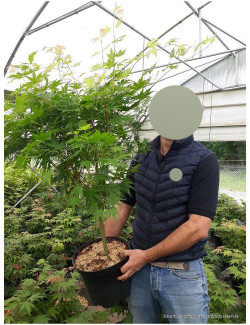 ACER palmatum SENKAKI ou SANGOKAKU En pot de 10-12 litres