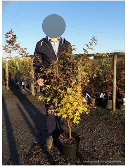 ACER palmatum SENKAKI ou SANGOKAKU En pot de 10-12 litres