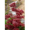ACER palmatum SHAINA