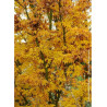 ACER palmatum SHISHIGASHIRA