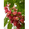 AESCULUS carnea BRIOTII