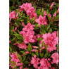 AZALEA japonica ROSA KING