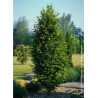 CARPINUS betulus FASTIGIATA