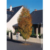 CARPINUS betulus FASTIGIATA