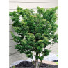 ACER palmatum SHISHIGASHIRA
