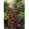 ACER palmatum SKEETER'S BROOM