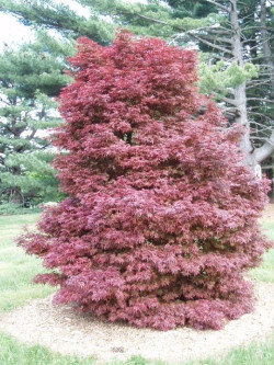 ACER palmatum SKEETER'S BROOM