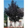 ACER platanoides CRIMSON KING