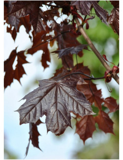 ACER platanoides CRIMSON KING
