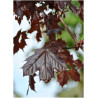 ACER platanoides CRIMSON KING