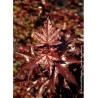 ACER platanoides CRIMSON SENTRY