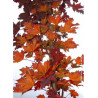 ACER platanoides CRIMSON SENTRY