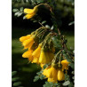SOPHORA SUN KING