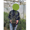 SOPHORA SUN KING En pot de 4-5 litres