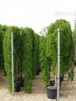 SOPHORA japonica PENDULA En pot de 35-50 litres forme tige hauteur du tronc 180-200 cm