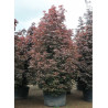 ACER platanoides CRIMSON SENTRY