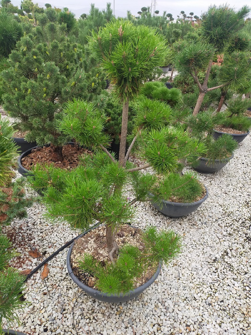 Topiaire (Plante taillée) - PINUS sylvestris (Pin sylvestre) En pot de 50-70 litres forme pompons hauteur 100-120 cm