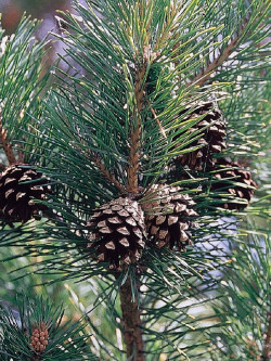 Topiaire (Plante taillée) - PINUS sylvestris (Pin sylvestre)