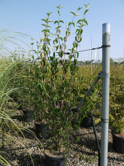 CORNUS mas En pot de 15-20 litres