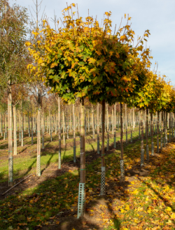 ACER platanoides GLOBOSUM