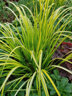 ACORUS gramineus OGON