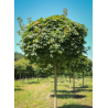 ACER platanoides GLOBOSUM