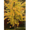 ACER saccharinum LACINIATUM WIERI