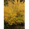 ACER saccharinum LACINIATUM WIERI