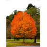 ACER saccharum