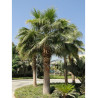WASHINGTONIA robusta