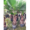 WASHINGTONIA robusta En pot hauteur du tronc 060-080 cm